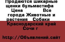 Продаются шикарные щенки бульмастифа › Цена ­ 45 000 - Все города Животные и растения » Собаки   . Краснодарский край,Сочи г.